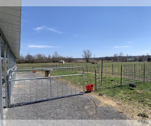 Medium Photo #8  Breeder Profile in HIGDON, AL, USA
