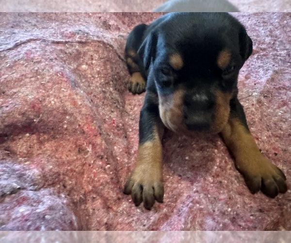 Medium Photo #4  Breeder Profile in GREENSBURG, KY, USA