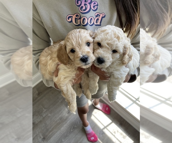 Medium Photo #1  Breeder Profile in ROMEOVILLE, IL, USA