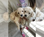 Small breeder photo