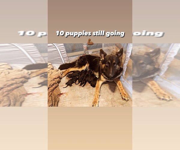 Medium Photo #1  Breeder Profile in HOUSTON, TX, USA
