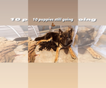 Small breeder photo