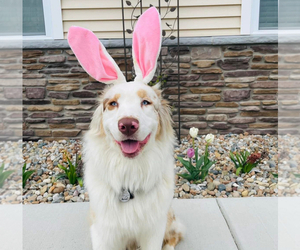 Australian Shepherd Dog Breeder near NILES, MI, USA