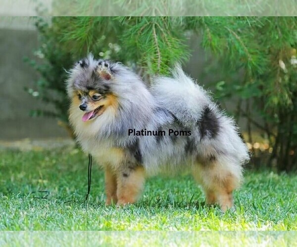 Medium Photo #1  Breeder Profile in DENVER, CO, USA