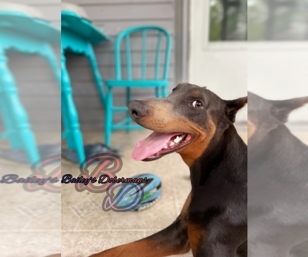 Medium Photo #1  Breeder Profile in OQUAWKA, IL, USA