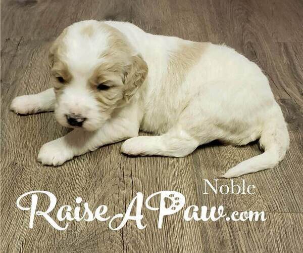 Medium Photo #2  Breeder Profile in OVERGAARD, AZ, USA