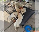 Small breeder photo