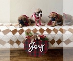 Small #1 Breeder Profile image