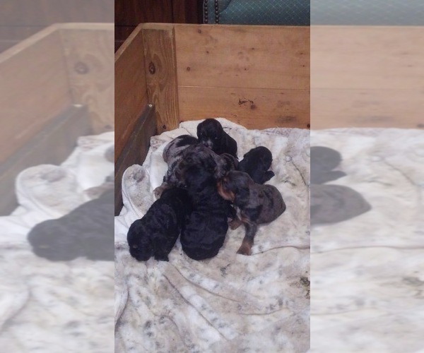 Medium Photo #1  Breeder Profile in KINGSTREE, SC, USA