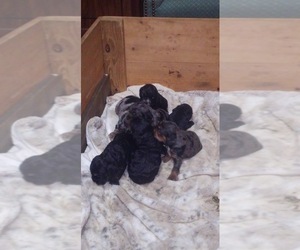 Cocker Spaniel Dog Breeder near KINGSTREE, SC, USA