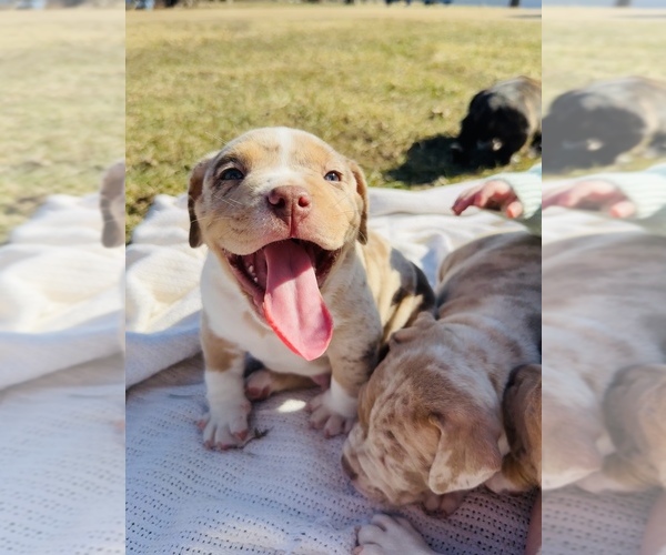 Medium Photo #26  Breeder Profile in GROVE CITY, MN, USA