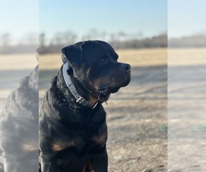 Rottweiler Dog Breeder near WHEATFIELD, IN, USA