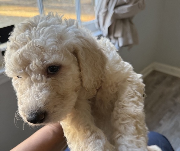 Medium Photo #1  Breeder Profile in FAYETTEVILLE, GA, USA