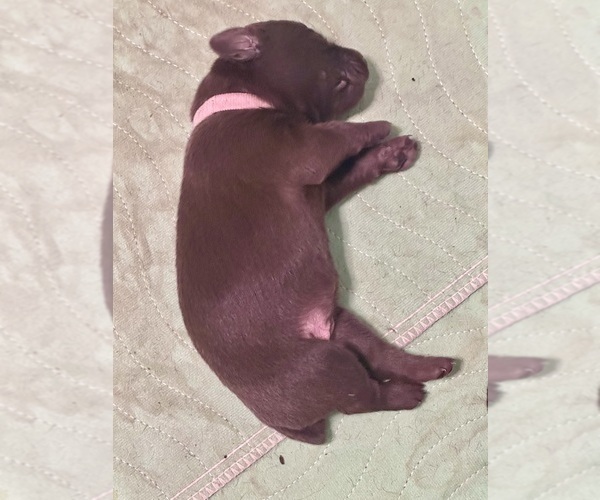 Medium Photo #23  Breeder Profile in LEXINGTON, SC, USA