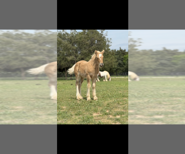 Medium Photo #27  Breeder Profile in SHERMAN, TX, USA