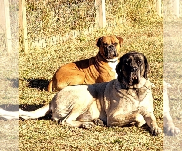 Medium Photo #2  Breeder Profile in CABOOL, MO, USA