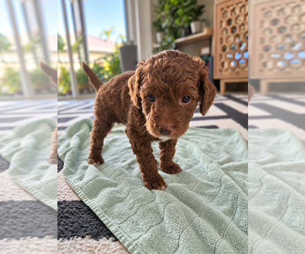 Medium Photo #1  Breeder Profile in JACKSONVILLE, FL, USA