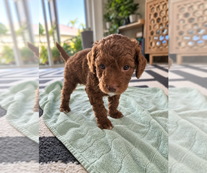 Medium Breeder Profile Photo