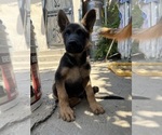 Small #4 Breeder Profile image