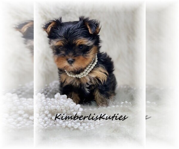 Medium Photo #10  Breeder Profile in LIPAN, TX, USA