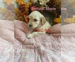 Small #11 Breeder Profile image