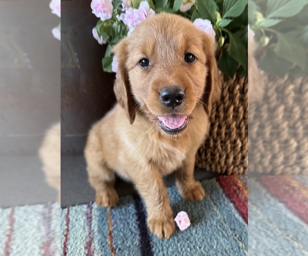 Medium Photo #5  Breeder Profile in COSHOCTON, OH, USA