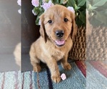 Small #4 Breeder Profile image