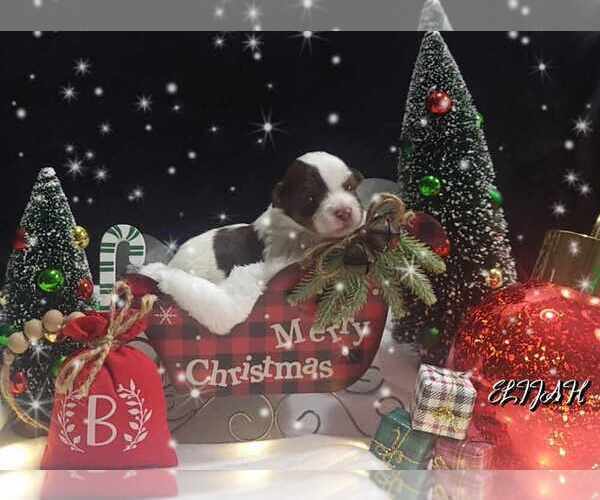 Medium Photo #19  Breeder Profile in FT WORTH, TX, USA