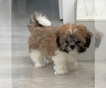 Small breeder photo