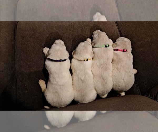 Medium Photo #6  Breeder Profile in DALLAS, GA, USA