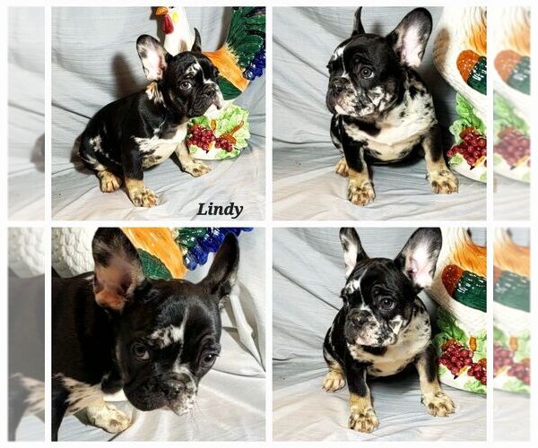 Medium Photo #6  Breeder Profile in ROCKY MOUNT, NC, USA