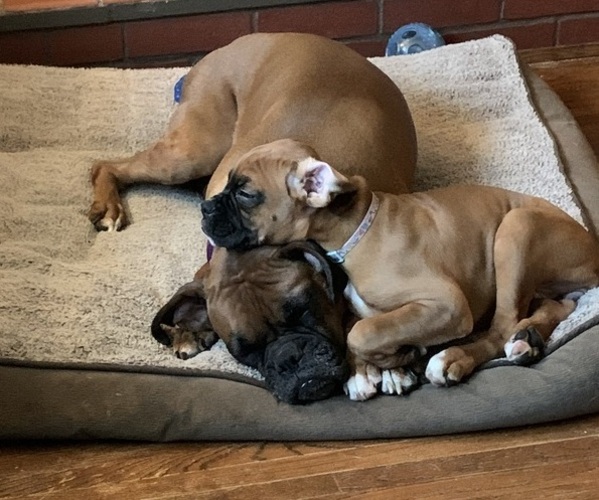 Medium Photo #18  Breeder Profile in LIMA, OH, USA