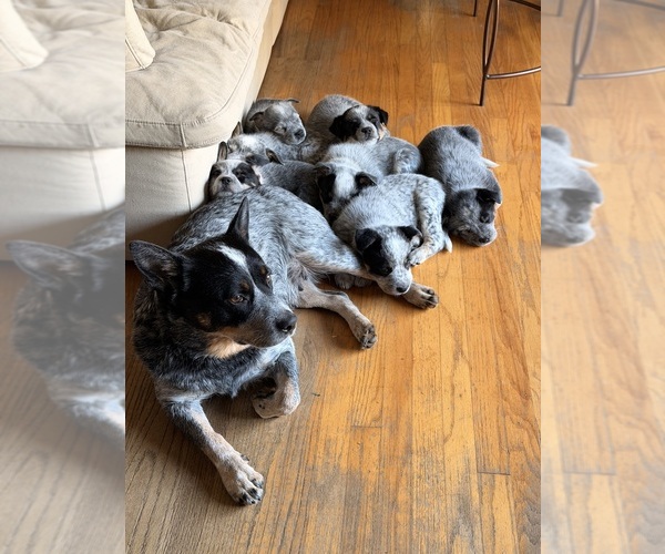 Medium Photo #1  Breeder Profile in SANTA ROSA, CA, USA