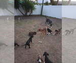 Small Photo #6  Breeder Profile in SEBASTIAN, FL, USA