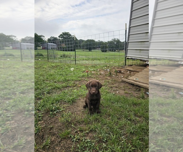 Medium Photo #1  Breeder Profile in TERLTON, OK, USA