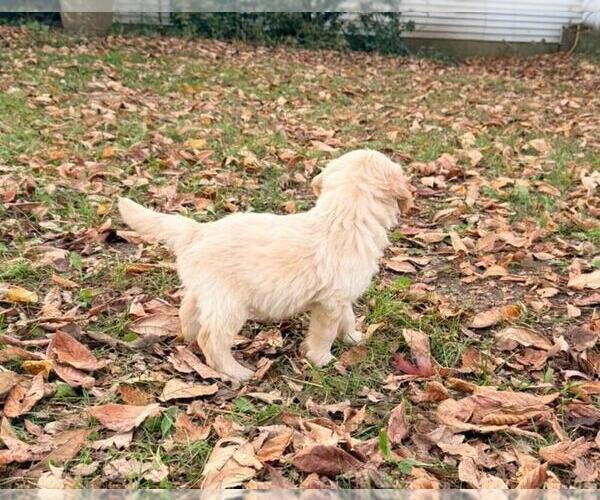 Medium Photo #22  Breeder Profile in MIDDLETOWN, OH, USA