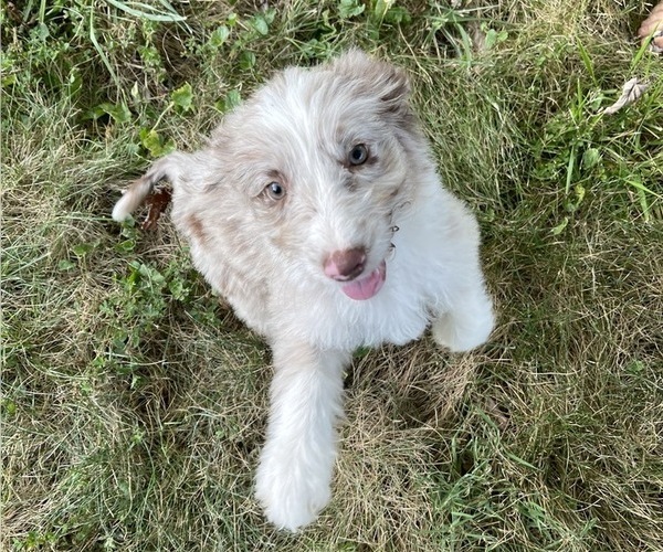 Medium Photo #1  Breeder Profile in GLENALLEN, MO, USA