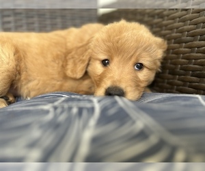 German Shepherd Dog Dog Breeder near YUBA CITY, CA, USA