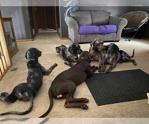 Medium Photo #1  Breeder Profile in ELK RIVER, MN, USA