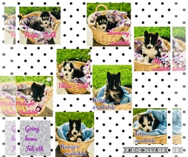 Medium Photo #1  Breeder Profile in BRUSH PRAIRIE, WA, USA