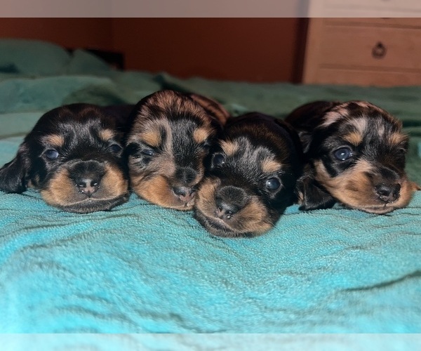 Medium Photo #1  Breeder Profile in NORTH TAZEWELL, VA, USA