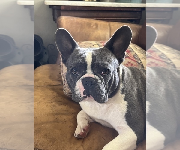 Medium Photo #12  Breeder Profile in GRIFFIN, GA, USA