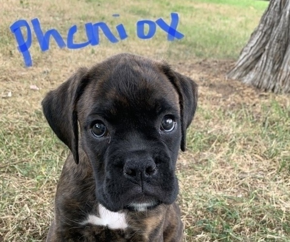 Medium Photo #1  Breeder Profile in MONTREAL, MO, USA