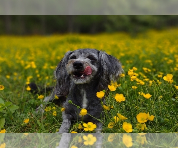 Medium Photo #10  Breeder Profile in BARREN SPRINGS, VA, USA