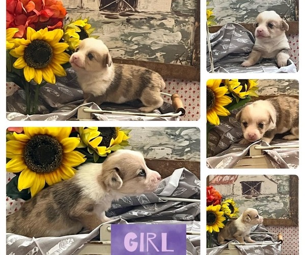 Medium Photo #1  Breeder Profile in PRESTON, MS, USA