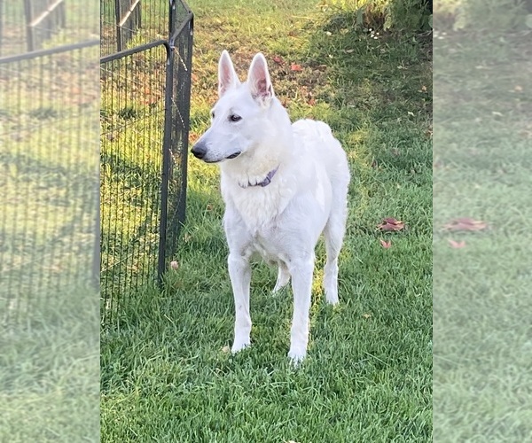 Medium Photo #9  Breeder Profile in OTTAWA, IL, USA