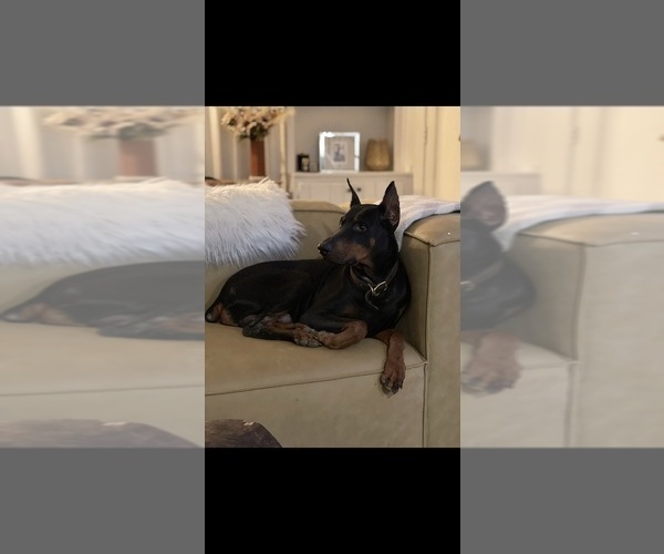 Medium Photo #5  Breeder Profile in NICHOLASVILLE, KY, USA