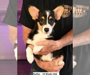 Pembroke Welsh Corgi Dog Breeder in FALLON,  USA