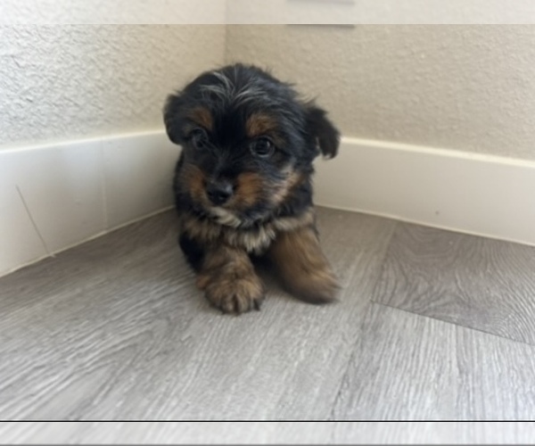 Medium Photo #1  Breeder Profile in HENDERSON, NV, USA