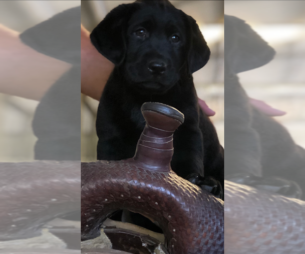 Medium Photo #18  Breeder Profile in TEMECULA, CA, USA